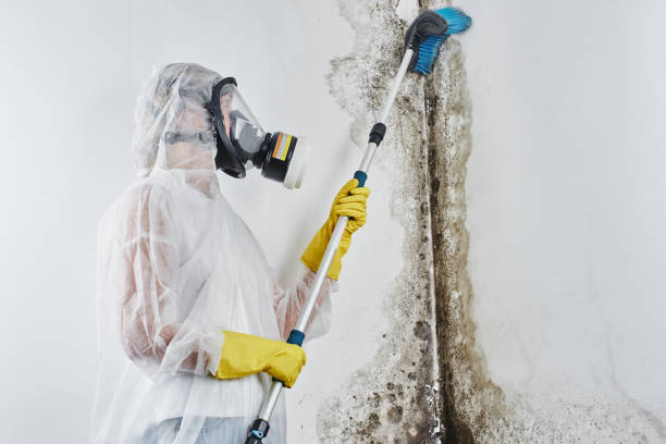 Best Emergency Mold Remediation  in South Russell, OH